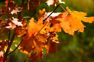 Autumn leaves Snake River Canyon Wyoming