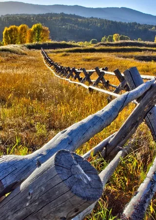 Autumn Foliage Buck and Rail Fence, Wyoming