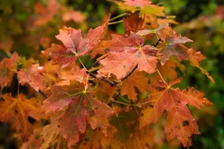 Cluster of autumn leaves, Snake River Canyon, Wyoming