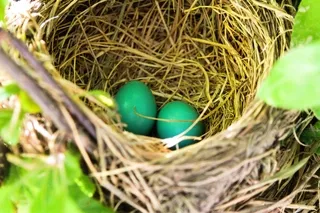 Baby Robin Eggs