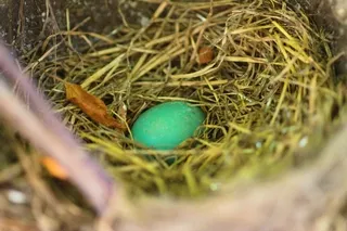 Robin egg unhatched in nest