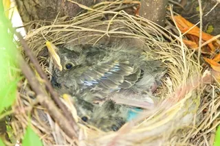 Baby Robins growing fast gaining feathers