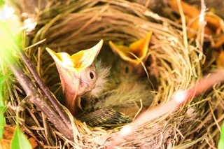 Baby Robins mouths open waiting for food