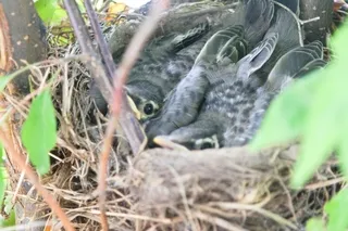 Baby Robins almost ready to leave nest