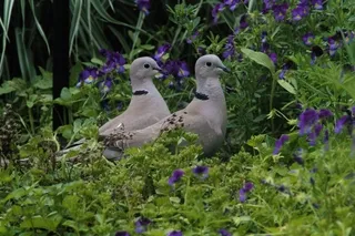 Eurasian Collared Doves with violas