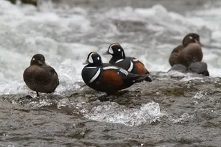 Harlequin ducks LeHardys Rapids Yellowstone National Park