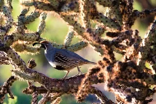 Male Gambel's Quail in a cholla tree