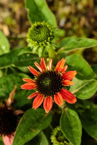 Echinacea flowers in a garden