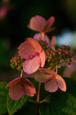 Late Panicle Hydrangea in a garden