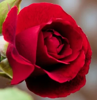 Deep red rose blossom