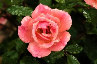 Pink rose with morning dew drops