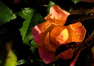 Sunblaze rose with leaves and dew