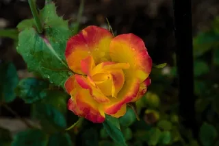Sunblaze rose in a garden