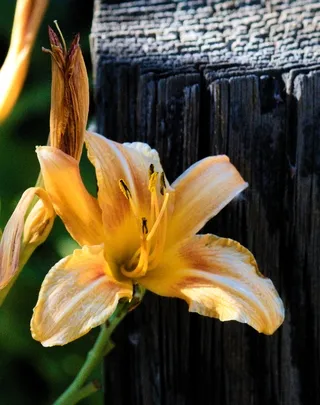 Tiger Lily