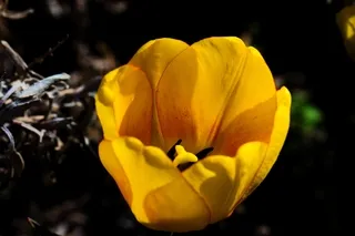 A single tulip blossom in a garden