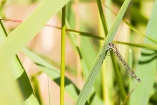 Brown damselfly on plant stalk