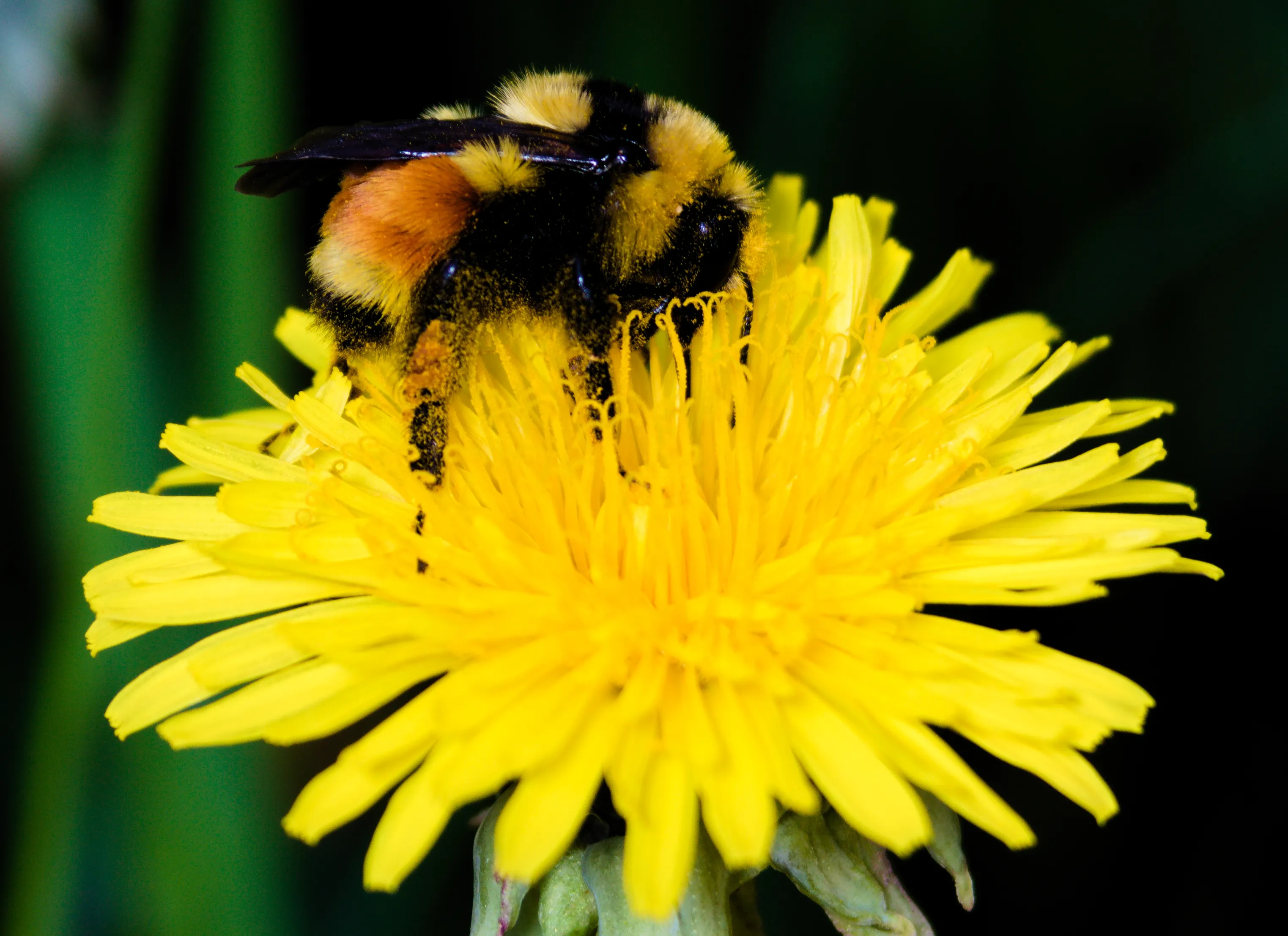 Bumblebee on Dandelion