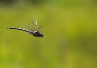 Dragonfly in flight