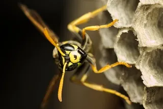 Hornet and nest