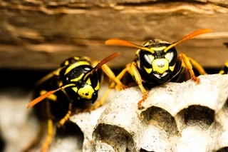 Hornets and nest