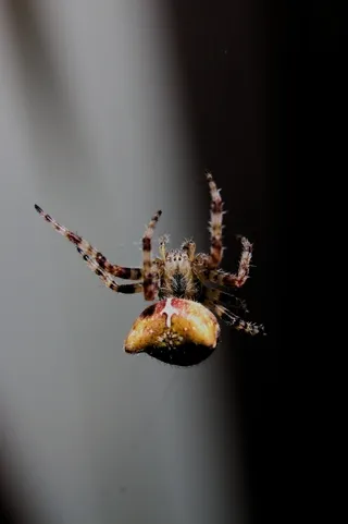 Orb-weaver spider