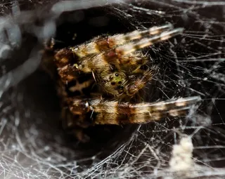 Orb weaver spider and web