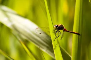 Red dragonfly on plant stalk