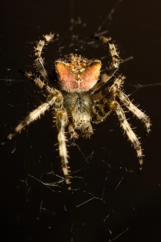 Orb-weaver spider