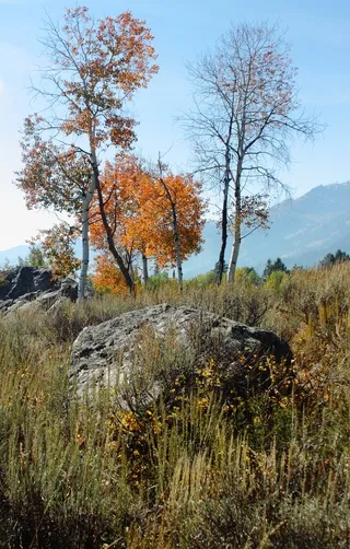 Teton County autumn scene