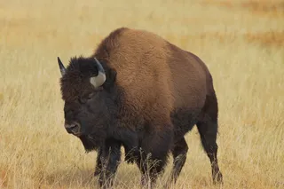 Bull Bison in Yellowstone