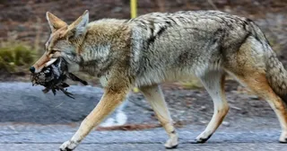 Coyote with prey