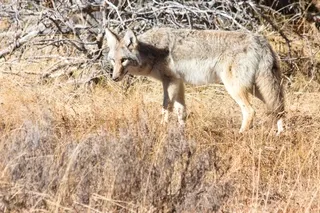 Coyote in Yellowstone