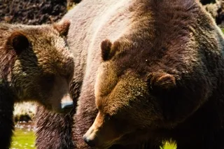Grizzly Bear boar and sow