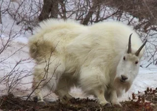 Rocky Mountain Goat Billy