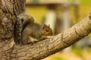 Squirrel in a tree