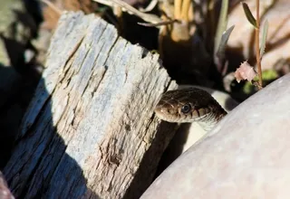 Northern Watersnake